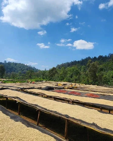 Ethiopia Raicha Idido Yirgacheffe