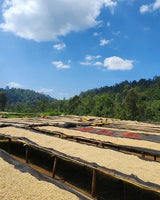 Ethiopia Raicha Idido Yirgacheffe