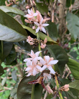 Guatemala Finca El Senegal Don Porfirio