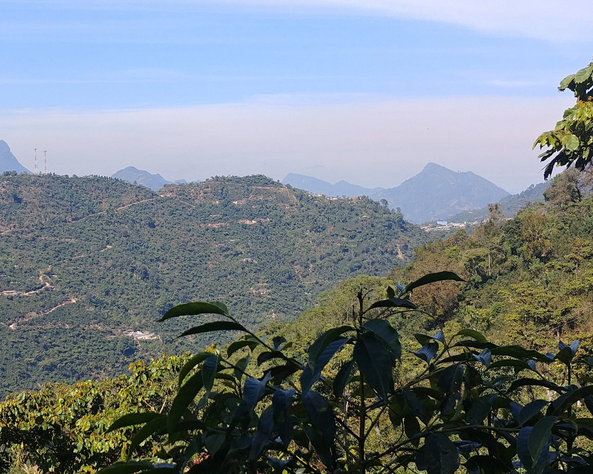 Guatemala Finca El Senegal Don Porfirio