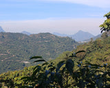 Guatemala Finca El Senegal Don Porfirio