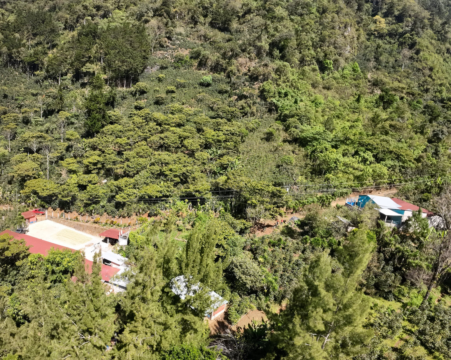 Guatemala Finca El Senegal Don Porfirio