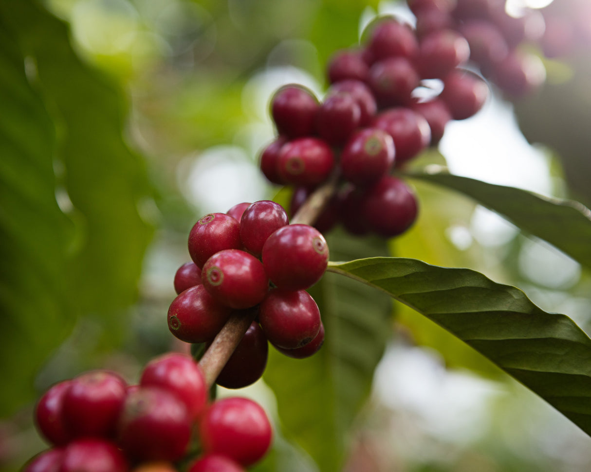 Guatemala Finca El Senegal Don Porfirio