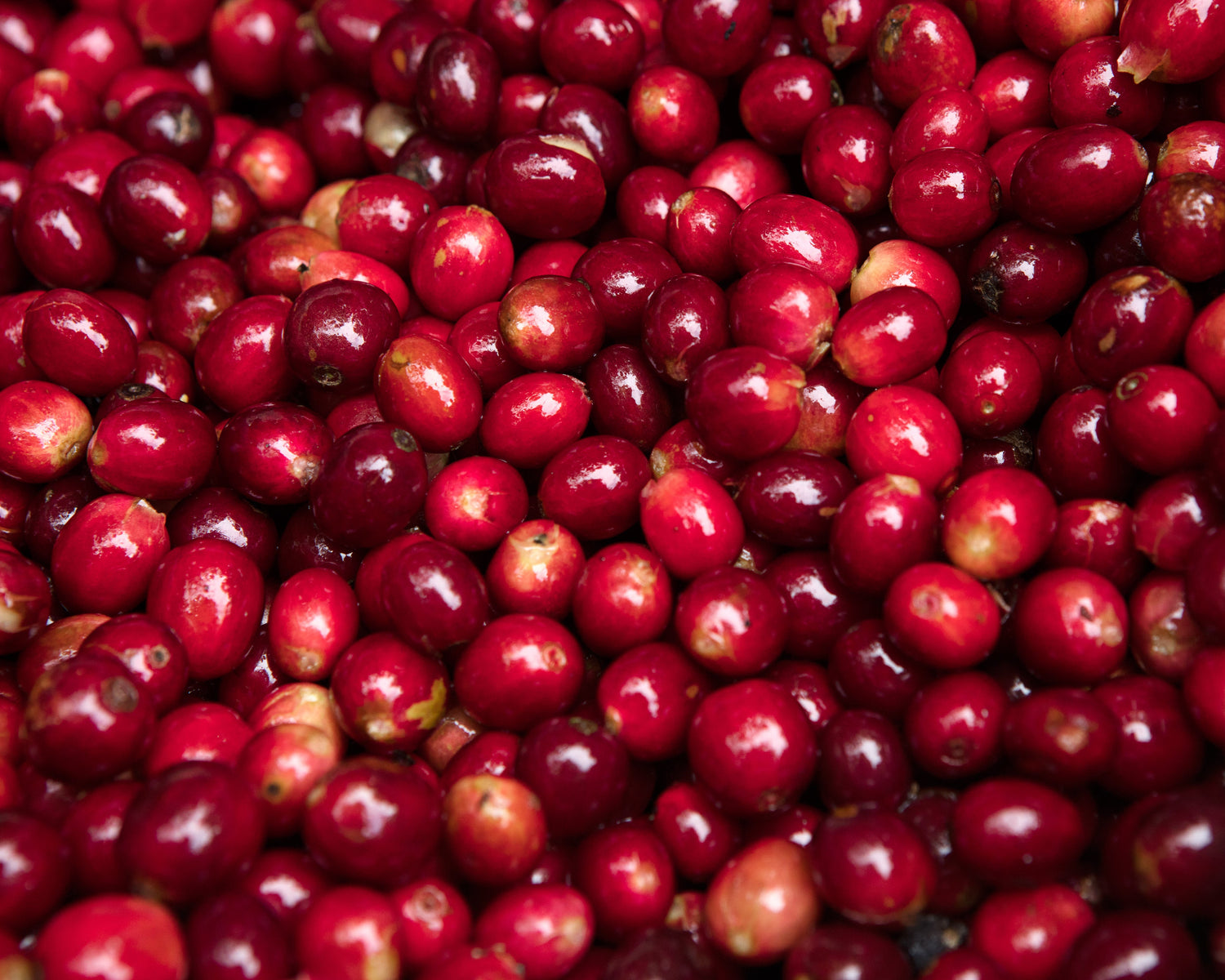 Guatemala Finca El Senegal Don Porfirio