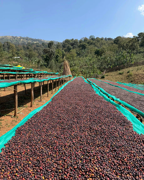 Ethiopia Guji Buku Natural GR1
