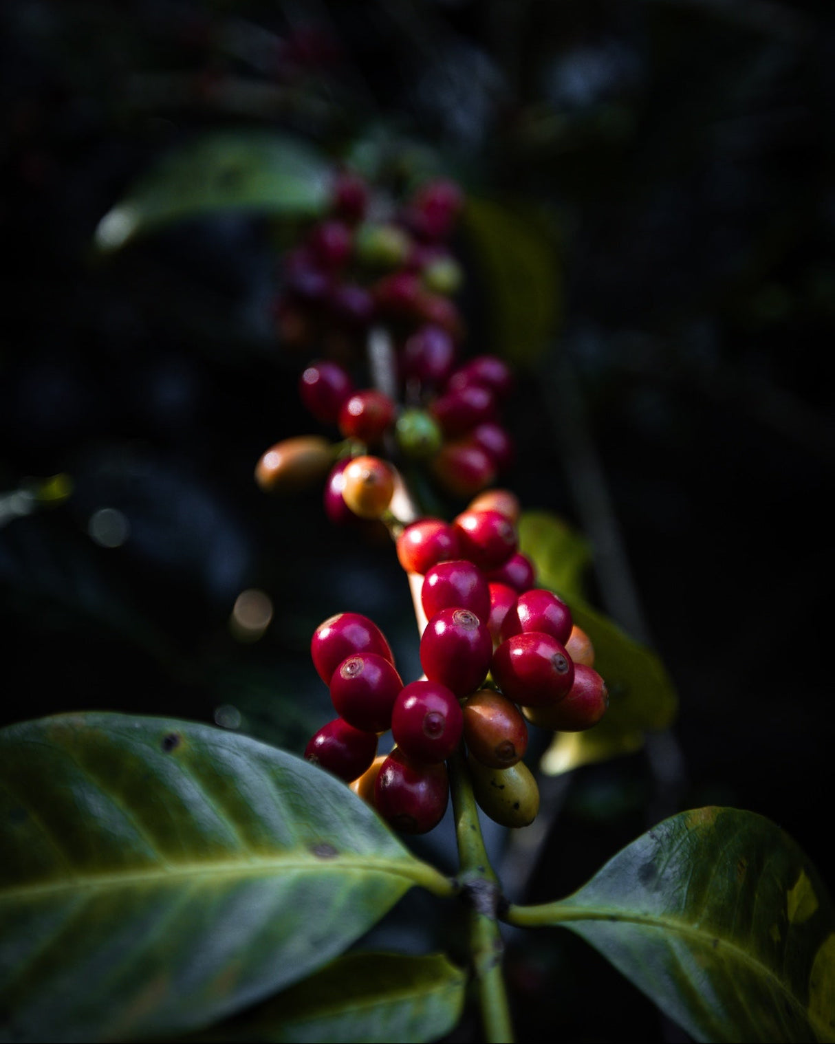 Hacienda La Esmeralda Geisha Natural