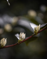 Hacienda La Esmeralda Geisha Natural