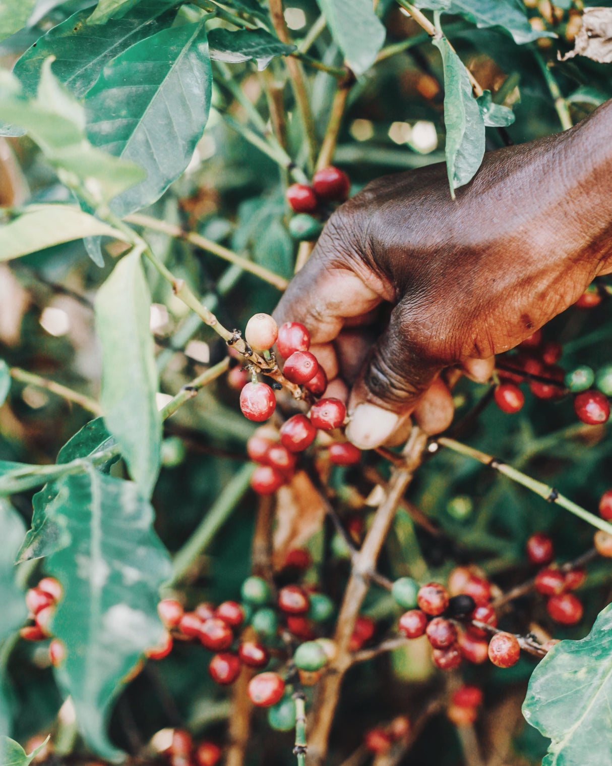 Kenya Gachatha AA