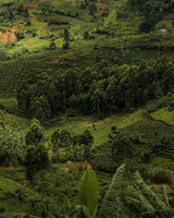 Kenya Gachatha AA