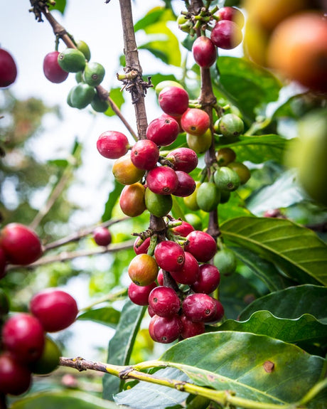Kenya Gathinja Murang'a PB