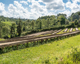 Kenya Gathinja Murang'a PB
