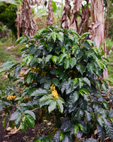 Colombia El Tambo