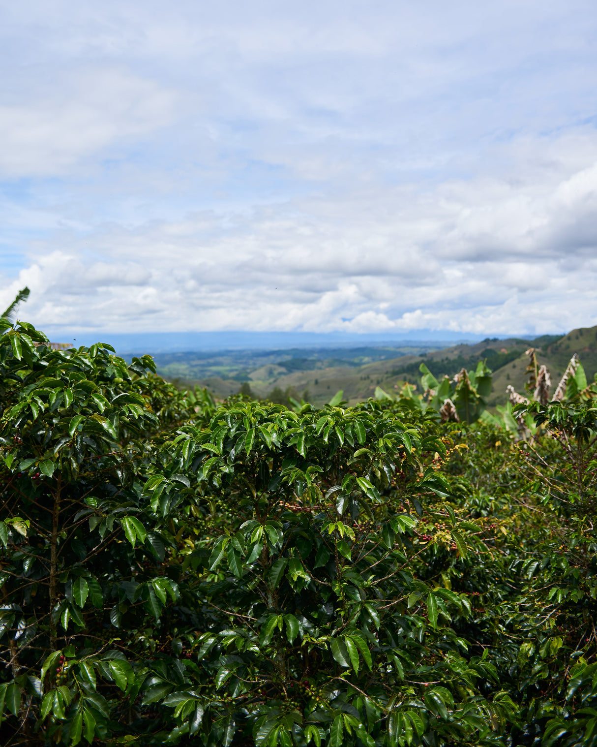 Colombia El Tambo