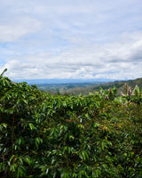 Colombia El Tambo