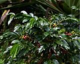 Colombia El Tambo