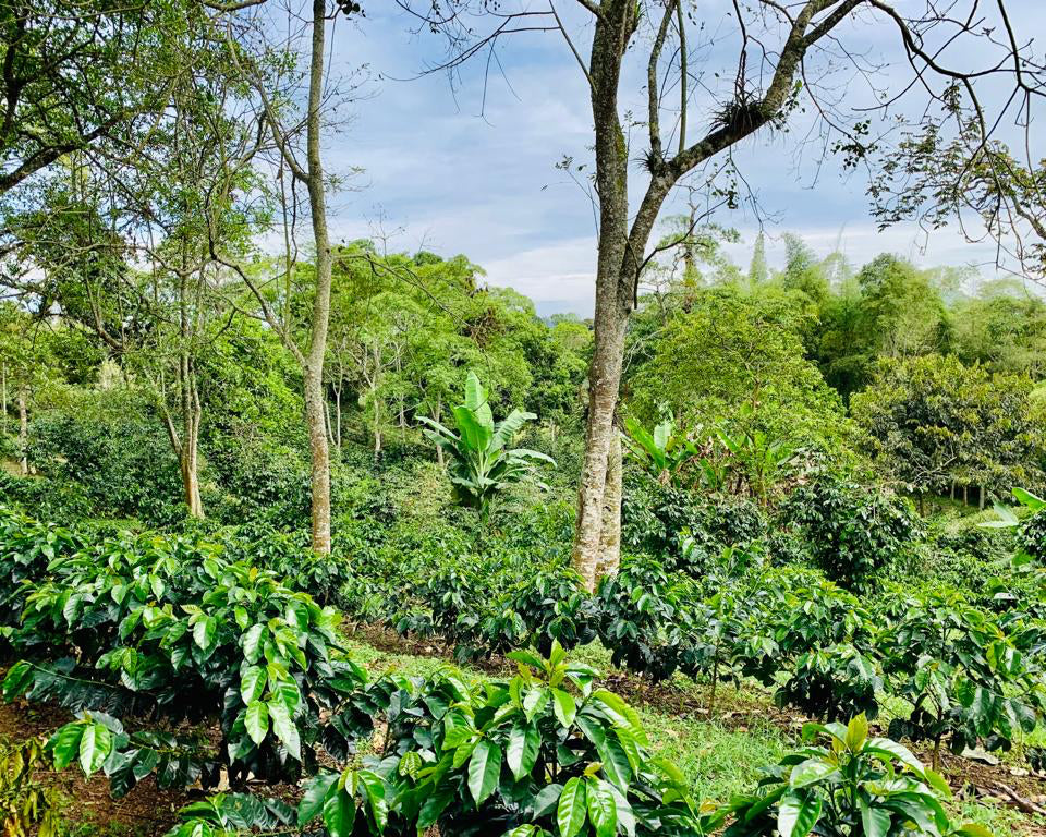 Wush Wush Natural Finca Patio Bonito Colombia