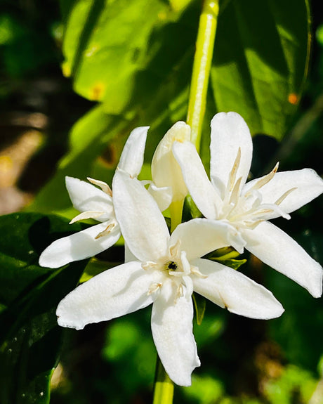 Bourbon Aji Washed Finca Patio Bonito Colombia