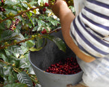 Finca Patio Bonito Special Selection Pairing