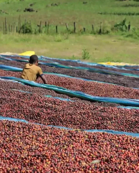Ethiopia Raicha Idido Yirgacheffe