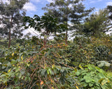 Rwanda Mwito Red Bourbon
