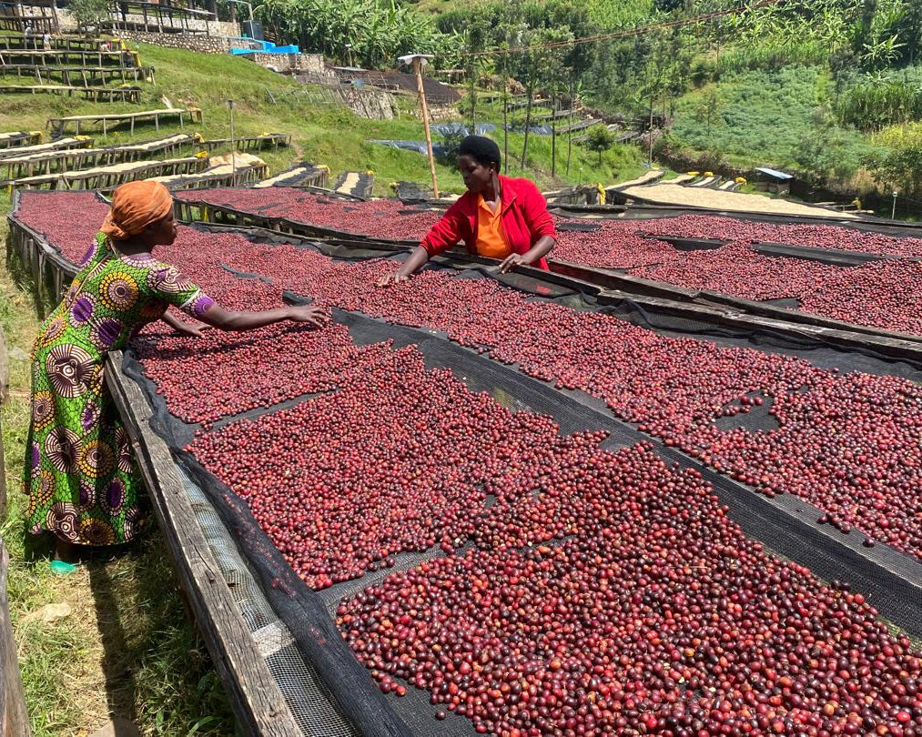 Rwanda Mwito Red Bourbon
