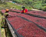 Rwanda Mwito Red Bourbon