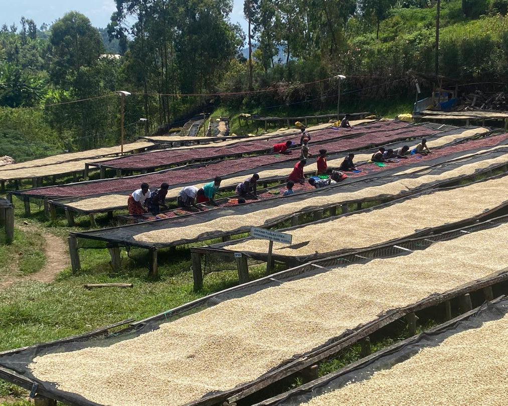 Rwanda Mwito Red Bourbon