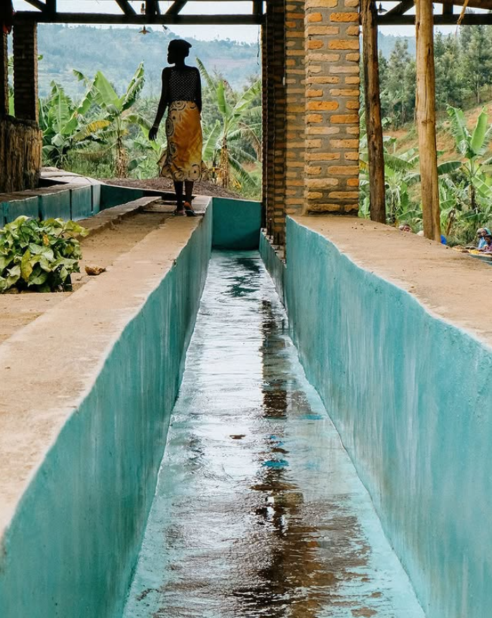 Rwanda Mwito Red Bourbon