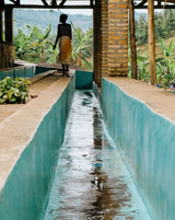 Rwanda Mwito Red Bourbon