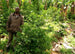 Ethiopia Gesha Natural Ayele Fulasa